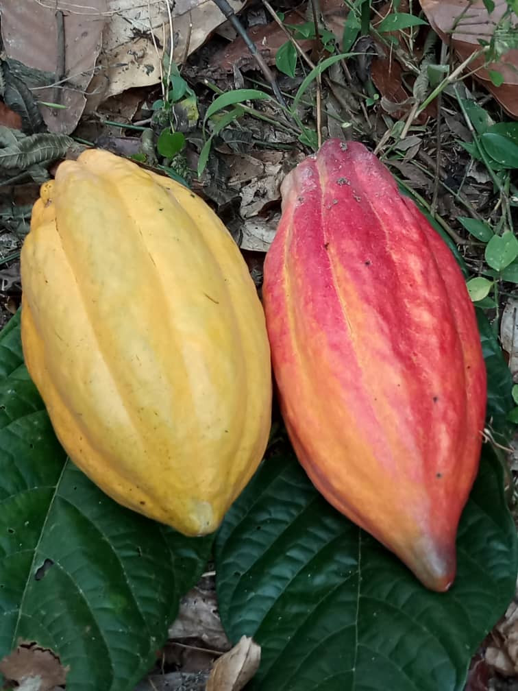 Premium Trinitario & Varieties